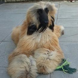 Afghan Hounds and Cocker Spaniels from Michele's Pups
