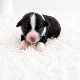 Daisy - Black tri female Toy Australian Shepherd puppy in Louisville, Mississippi from Kristy’s Kennels