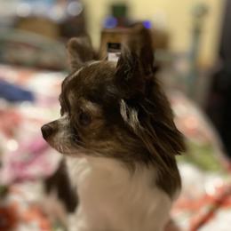 Carol - Chihuahua