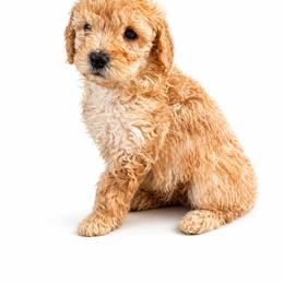 Hardy - Apricot male Goldendoodle puppy in Norris, Tennessee from Young Farms