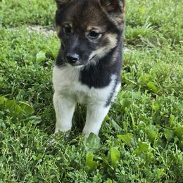 Sesame girl ohio pick up - Sesame female Shiba Inu puppy in Middlefield, Ohio from Muddy Rock Farm