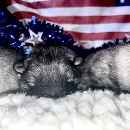 Keeshond Puppies from StarStruck Keeshonden