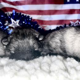 Keeshond Puppies from StarStruck Keeshonden