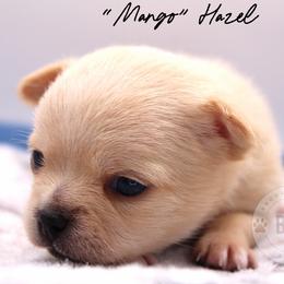 Mango - Fawn female Chihuahua puppy in Forsyth, Georgia from Brooks Grove Canines LLC