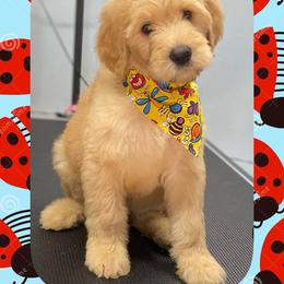 Goldendoodle and Poodle All Grown Up from Ransone’s Ridge Runners Poodles and Doodles