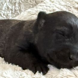 Boy 2 (reserved) - Black sable male Belgian Malinois puppy in Dallas, Texas from OreVis Malinois