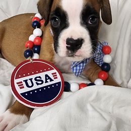 Boy 4 - Fawn male Boxer puppy in Aurora, Missouri from Pick A Pup