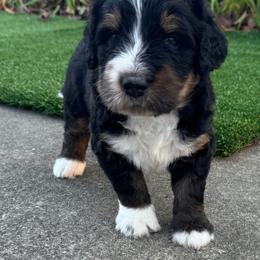 Bernedoodle Puppies from Bernedoodle Love