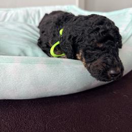 DR Congo - Phantom male Goldendoodle puppy in Houston, Texas from Were The Mack'Doodles