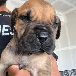 Pink collar - Brown female Boerboel puppy in Colorado Springs Co, Colorado from On The Peak Boerboel