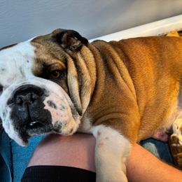 Leia - Bulldog