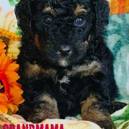 Grandmama - Tri-color female Bernedoodle puppy in Beecher, Illinois from Erica’s Doodles