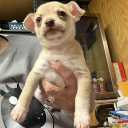 Zazu - Chocolate sabled fawn male Chihuahua puppy in Orange, Texas from Tiny Paws from God