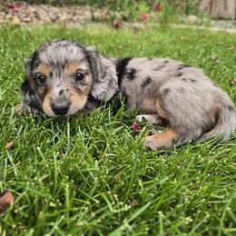 Copper - Dapple male Dachshund puppy in Grand Junction, Colorado from Mercedes Canetti-Lara