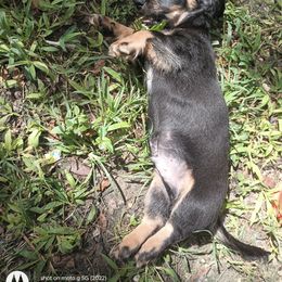 Dachshund Puppies from Miami piebald Dapple Dachshunds