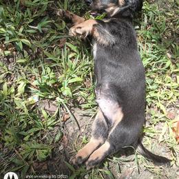 Dachshund Puppies from Miami piebald Dapple Dachshunds