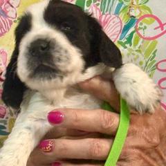 Green Boy - Black and white male English Cocker Spaniel puppy in Jupiter, Florida from Karyn's English Cocker Spaniels