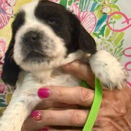 Green Boy - Black and white male English Cocker Spaniel puppy in Jupiter, Florida from Karyn's English Cocker Spaniels
