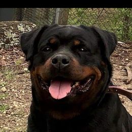 Koko - Rottweiler