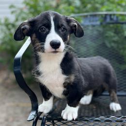 Yosemite - Black and white male American Corgi puppy in Hope, Arkansas from Foxy Knoll Farm