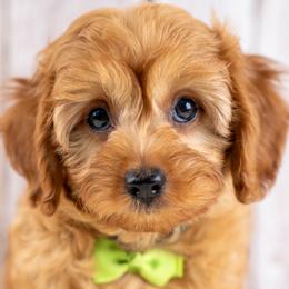 Boone - Red male Cavapoo puppy in Erda, Utah from Country Lane Doodles