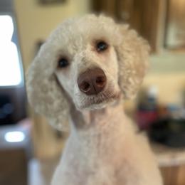 Winter - Poodle