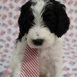 Otto - male Golden Mountain Doodle puppy in El Reno, Oklahoma from Silver Barn Doodles