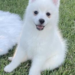 Pomskies from Island Pomskies