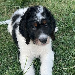 Cadbury - male Golden Mountain Doodle puppy in Victoria, Texas from Deidre's Doodles