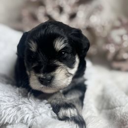 Navi - Black and silver female Miniature Schnauzer puppy in Milmay, New Jersey from Butterleaf Farms