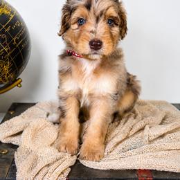 Aussiedoodle Puppies from The Cuddly Dood Ranch