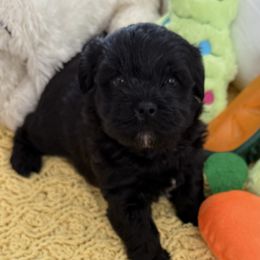 Bunny - Black female Shihpoo puppy in Colonial Beach, Virginia from BeachRidge Pups