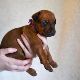 Miss Purple - Rd whtn blk nose female Rhodesian Ridgeback puppy in Hillman, Minnesota from Rhoxwood Kennel