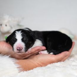 Solstice - Black and white male Border Collie puppy in Conway, Missouri from 2J 2K Border Collies | Maremma Sheepdogs