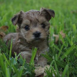 Cinnamon - Sable male Yorkshire Terrier puppy in Eastland, Texas from Peach Yorkies