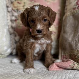 Taffy - Red  female Goldendoodle puppy in Beckley, West Virginia from By Design Doodles