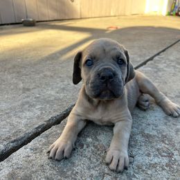Hibiscus - Gray brindle male Cane Corso puppy in Elk Grove, California from DiamondBabyCorso