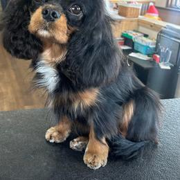 Phoebe - Cavalier King Charles Spaniel
