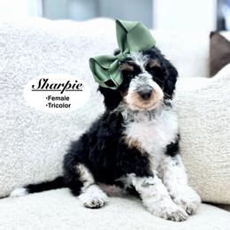 Sharpie - Tri-color female Bernedoodle puppy in Jackson, Mississippi from T.M. Poodles & Doodles