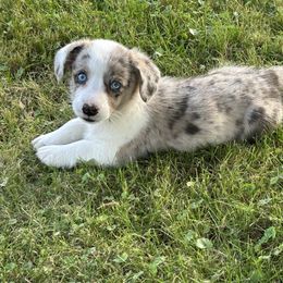 Tulsa - Red merle and white female Cardigan Welsh Corgi puppy in Clio, Michigan from Old Oak Cardigans