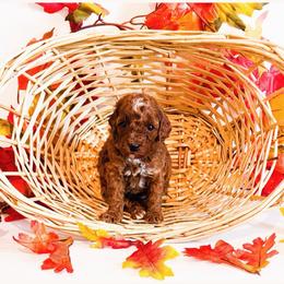 Wednesday - Red  female Goldendoodle puppy in Kissimmee, Florida from Poodle Doodle Kennels