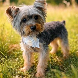 Drago - Black and gold male Yorkshire Terrier puppy in Los Angeles, California from WESTWAY Yorkies
