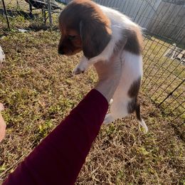 Bulldog, Bull Terrier, and Dachshund Puppies from Cloud Nine Ranch Bullies