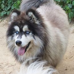 Vintage - Siberian Husky