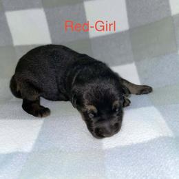 Red collar - Black and red female German Shepherd puppy in Hancock, New Hampshire from Kysarah German Shepherds