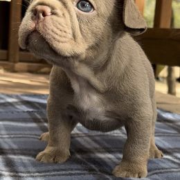 French Bulldogs from Paramount Frenchies