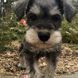 Miniature Schnauzer Puppies from Bear + Bean Schnauzer Farm