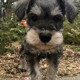 Miniature Schnauzer Puppies from Bear + Bean Schnauzer Farm
