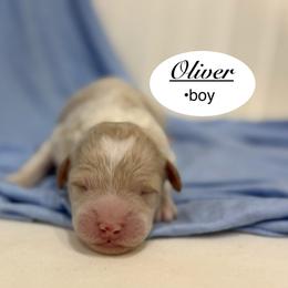 Oliver - Parti male Goldendoodle puppy in Jackson, Mississippi from T.M. Poodles & Doodles