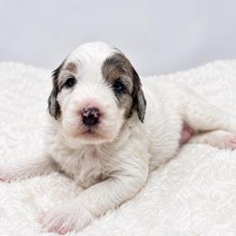 Marigold - Parti female Goldendoodle puppy in Calhoun, Georgia from FamilyLoved Doodles